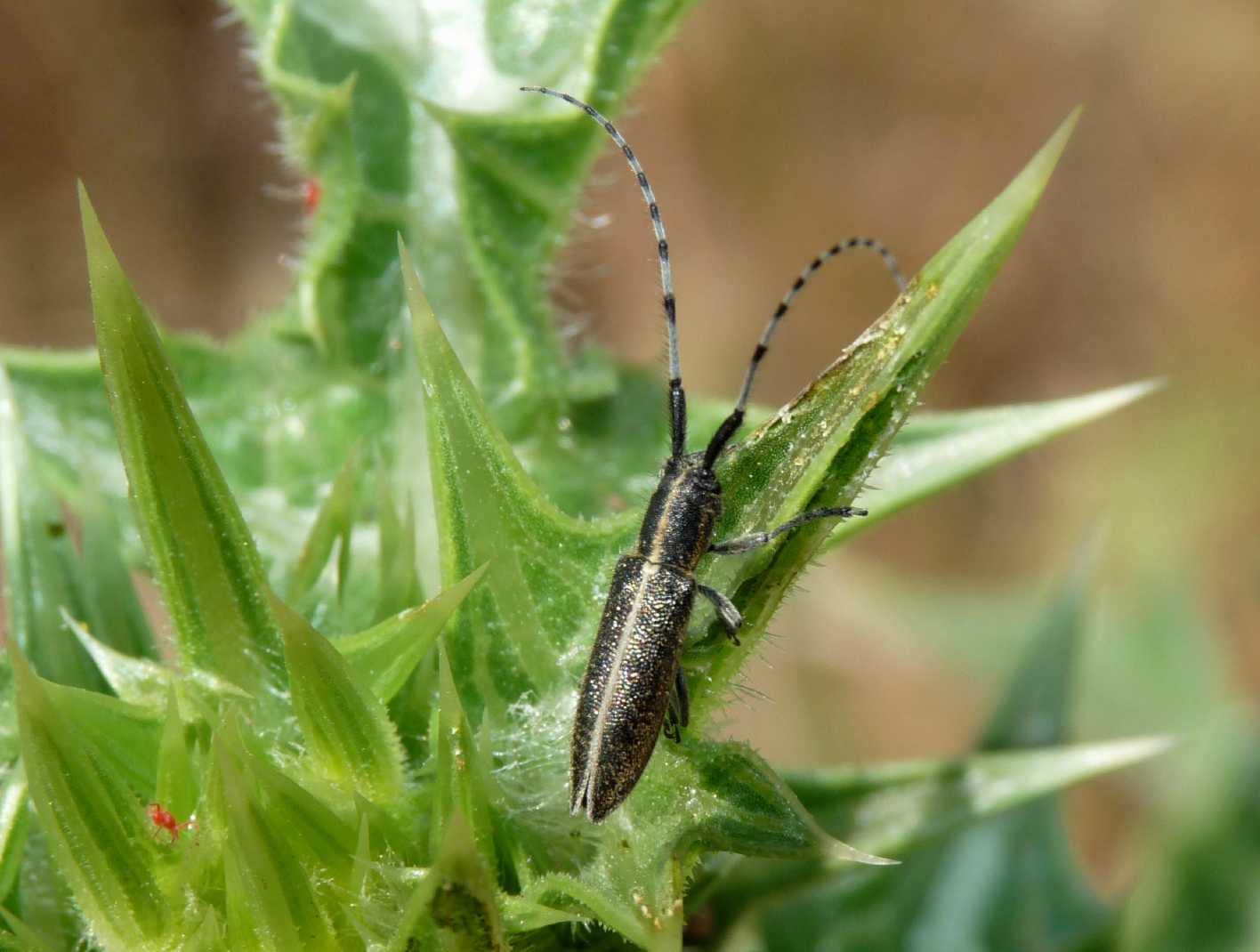 Agapanthia (s.str.) suturalis